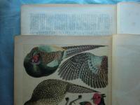 鳥類写生図譜　第3集・第4集　50種100枚入