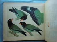 鳥類写生図譜　第3集・第4集　50種100枚入