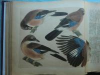 鳥類写生図譜　第3集・第4集　50種100枚入