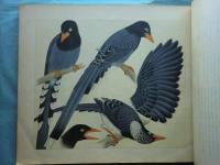 鳥類写生図譜　第3集・第4集　50種100枚入