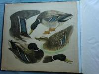 鳥類写生図譜　第3集・第4集　50種100枚入