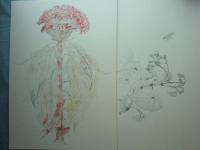 大野俶嵩素描集　花　特装本