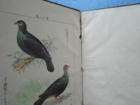 保護鳥圖譜