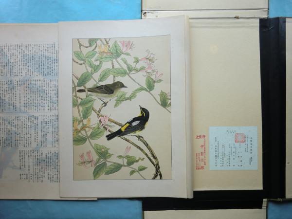鳥類写生図譜 全四集揃 100種200枚入(小泉勝爾・土岡泉) / 古本