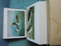（英）オーデュボン「アメリカの鳥類」水彩原画集　合本版　Audubon 's Birds of America