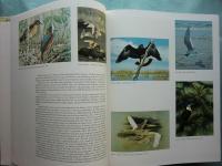 （英）オーデュボン「アメリカの鳥類」水彩原画集　合本版　Audubon 's Birds of America