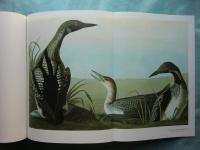 （英）オーデュボン「アメリカの鳥類」水彩原画集　合本版　Audubon 's Birds of America