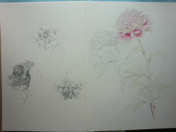 大野俶嵩素描集 花 特装本(大野俶嵩画 河北倫明ほか序) / 古本