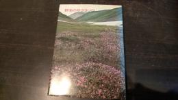 野生のサクラソウ