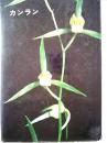 カンラン 　　寒蘭の美と栽培
