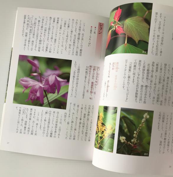 万葉の花 四季の花々と歌に親しむ 片岡寧豊 著 古本 中古本 古書籍の通販は 日本の古本屋 日本の古本屋