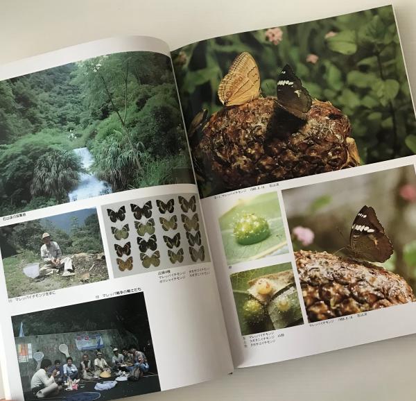 常夏の島フォルモサは招く : 台湾の蝶と自然と人と(内田春男 著