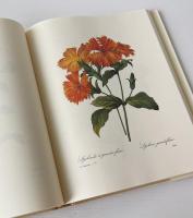 The Most Beautiful Flowers