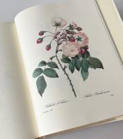 The Most Beautiful Flowers