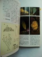 サンゴ礁の生きもの