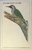 フィールドガイド 日本の野鳥