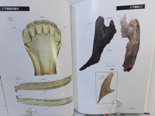 【オープニングセール】 鎌倉の馬の骨 : 漂着骨を調べる(芝田英行 著) / 古本、中古本 人文+社会