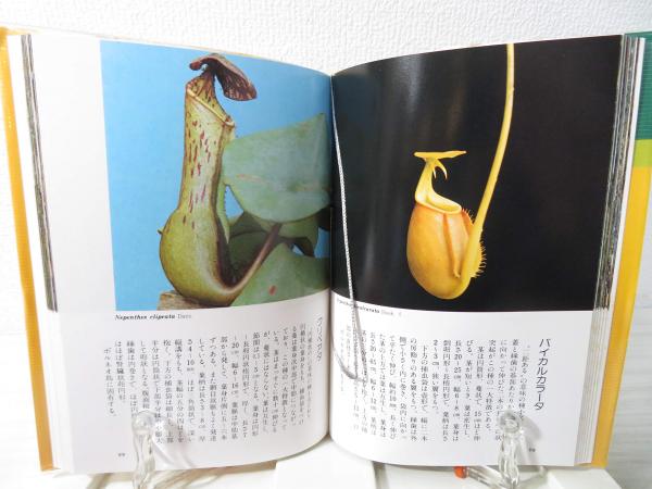 【冬バーゲン★特別送料無料！】 原色食虫植物(近藤勝彦, 近藤誠宏 著) / ブックソニック / 古本 その他