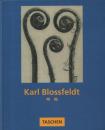 Karl Blossfeldt 写真