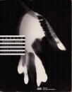 Laszlo Moholy-Nagy Compositions lumineuses 1922-1943[モホリ=ナジ・ラースロー]