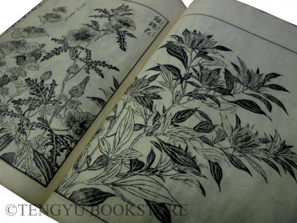 絵本 野山草 全5冊揃 [和本 江戸中期 園芸 植物図鑑](橘保国 画