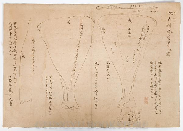 太占料鹿肩骨左図 【天明4年 肉筆画】(伊勢平蔵貞丈) / 古本、中古本
