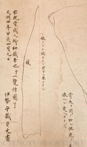 太占料鹿肩骨左図 【天明4年 肉筆画】(伊勢平蔵貞丈) / 古本、中古本