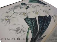 A Century of Orchidaceous Plants / Second Century of Orchidaceous Plants 植物図鑑「蘭科植物の世紀(蘭科百選)」全2冊揃 [19世紀 博物図譜 ボタニカル・アート]