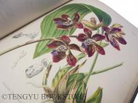 A Century of Orchidaceous Plants / Second Century of Orchidaceous Plants 植物図鑑「蘭科植物の世紀(蘭科百選)」全2冊揃 [19世紀 博物図譜 ボタニカル・アート]