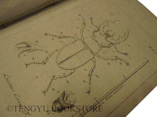Stettiner Entomologische Zeitung. 1840-70年 1～32巻 ドイツの
