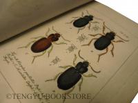 Deutschlands Fauna in abbildungen nach der natur mit beschreibungen / V. Abtheilung Die Insecten ヤーコブ・シュトルム「ドイツ動物誌」第5編 「ドイツの昆虫」1-5巻+図版巻[19世紀 博物図鑑 銅版画]