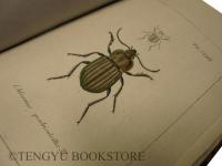 Deutschlands Fauna in abbildungen nach der natur mit beschreibungen / V. Abtheilung Die Insecten ヤーコブ・シュトルム「ドイツ動物誌」第5編 「ドイツの昆虫」1-5巻+図版巻[19世紀 博物図鑑 銅版画]