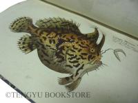 Ichtyologie ou Histoire Naturelle des Poissons ブロッホ「魚類図譜」仏語版  全6冊揃 [18世紀 博物図鑑 銅版画]