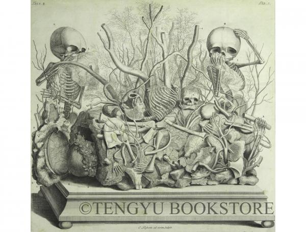 Anatomy plate フレデリック・ルイシュの解剖図 [18世紀 オランダ 銅