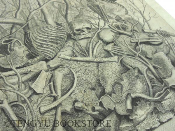 Anatomy plate フレデリック・ルイシュの解剖図 [18世紀 オランダ 銅