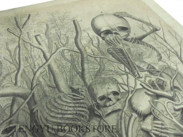 Anatomy plate フレデリック・ルイシュの解剖図 [18世紀 オランダ 銅