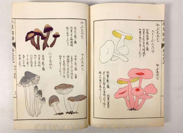 日本山草図譜 Honzō Zufu 本草図譜 also Honsō Zufu 3 vols 27-29 | Iwasaki