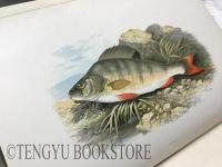 British Fresh Water Fishes W.ホートン編「英国の淡水魚」 全2巻合本1冊 [19世紀 イギリス 魚類図鑑 博物画]