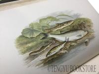 British Fresh Water Fishes W.ホートン編「英国の淡水魚」 全2巻合本1冊 [19世紀 イギリス 魚類図鑑 博物画]