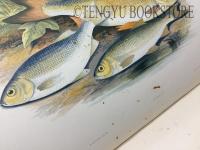 British Fresh Water Fishes W.ホートン編「英国の淡水魚」 全2巻合本1冊 [19世紀 イギリス 魚類図鑑 博物画]
