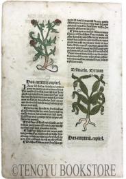 Hortus Sanitatis(Gart der Gesundheit) das ccccxxxii.capitel/Zeduaria zytwan (Curcuma zedoaria) 「健康の園」零葉 1枚「ガジュツ(クルクマ・ゼドアリア)」