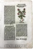 Hortus Sanitatis(Gart der Gesundheit) das ccccxxxii.capitel/Zeduaria zytwan (Curcuma zedoaria) 「健康の園」零葉 1枚「ガジュツ(クルクマ・ゼドアリア)」