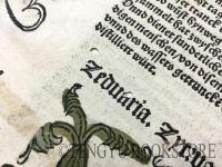 Hortus Sanitatis(Gart der Gesundheit) das ccccxxxii.capitel/Zeduaria zytwan (Curcuma zedoaria) 「健康の園」零葉 1枚「ガジュツ(クルクマ・ゼドアリア)」