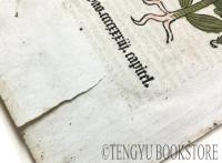 Hortus Sanitatis(Gart der Gesundheit) das ccccxxxii.capitel/Zeduaria zytwan (Curcuma zedoaria) 「健康の園」零葉 1枚「ガジュツ(クルクマ・ゼドアリア)」