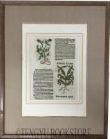 Hortus Sanitatis(Gart der Gesundheit) das ccccxxxii.capitel/Zeduaria zytwan (Curcuma zedoaria) 「健康の園」零葉 1枚「ガジュツ(クルクマ・ゼドアリア)」