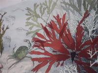 LA VEGETATION SOUS-MARINE　水中植物　海藻など　アールヌーヴォーデザイン　1900年　24枚揃い　仏文