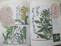 絵手紙野菜の花だより