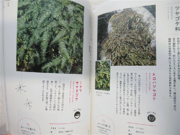 ときめくコケ図鑑 田中美穂 文 伊沢正名 写真 海月文庫 古本 中古本 古書籍の通販は 日本の古本屋 日本の古本屋 ときめくコケ図鑑 田中美穂 文 伊沢正名 写真 海月文庫 古本 中古本 古書籍の通販は 日本の古本屋 日本の古本屋