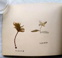 高山植物標本集