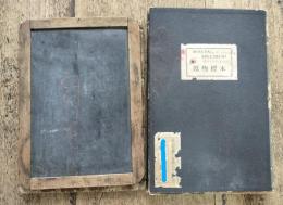 鉱物標本　MINERAL SPECIMENS　F號型　　石板　黒色頁岩（けつがん）
戦前学校セット2点（分売不可）

